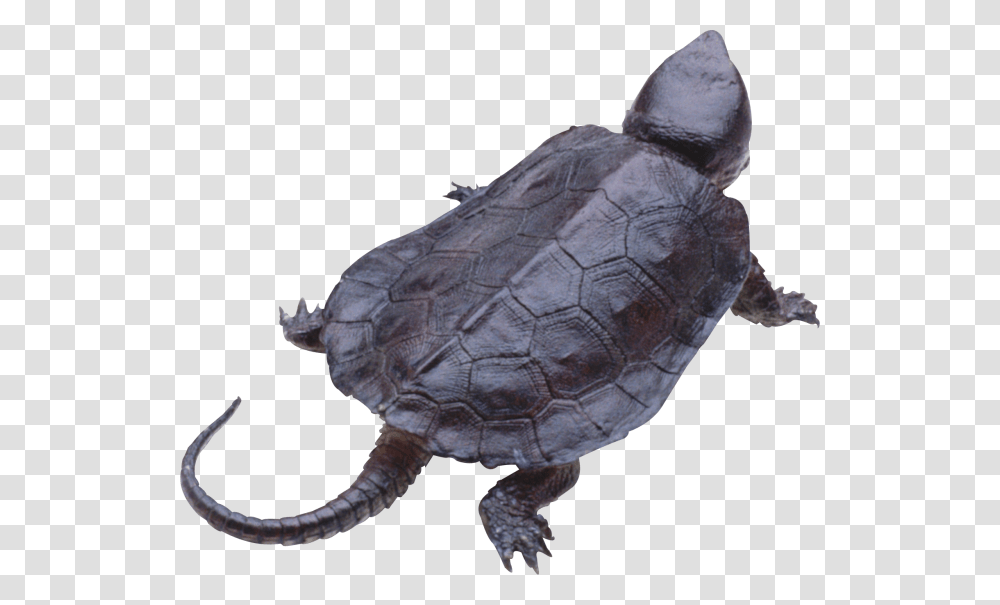 Turtle, Reptile, Sea Life, Animal, Tortoise Transparent Png