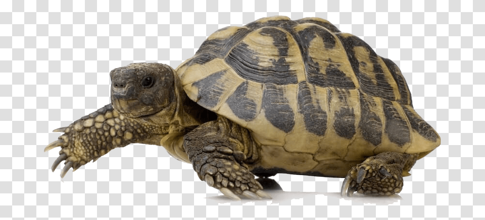 Turtle, Reptile, Sea Life, Animal, Tortoise Transparent Png