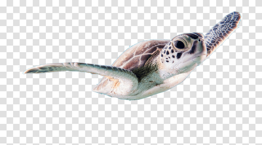 Turtle Sea Animals Free Real Sea Animals, Tortoise, Reptile, Sea Life, Sea Turtle Transparent Png