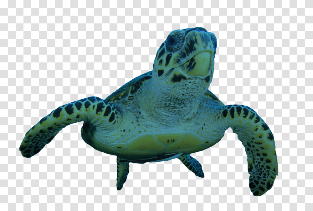 Turtle, Sea Turtle, Reptile, Sea Life, Animal Transparent Png