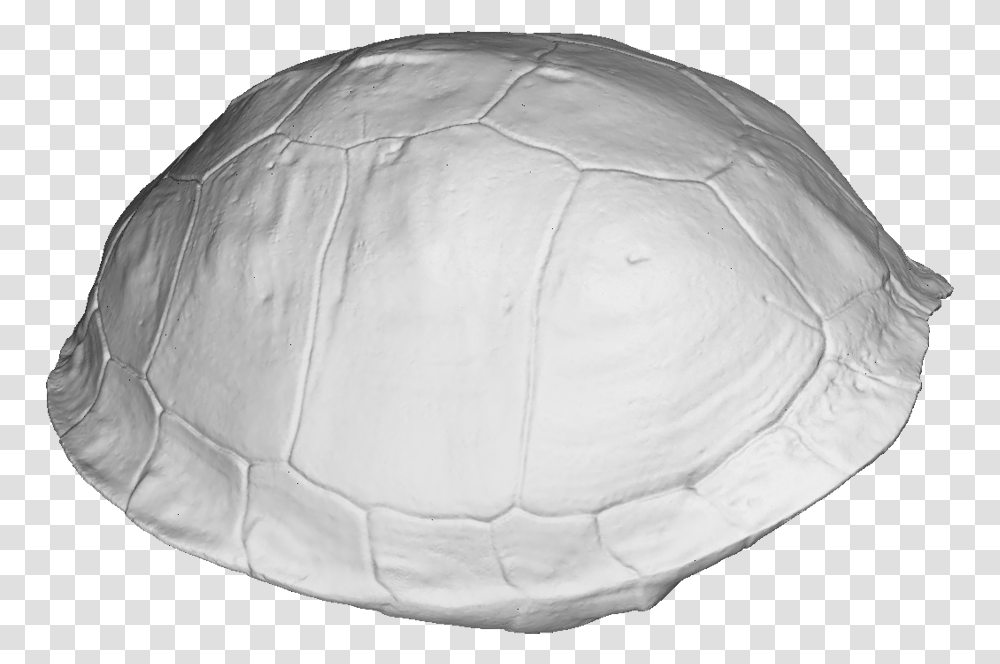 Turtle Shell 3d Scan Tortoise, Soccer Ball, Plant, Sea Life Transparent Png
