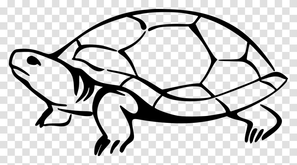 Turtle, Sunglasses, Accessories, Accessory, Animal Transparent Png