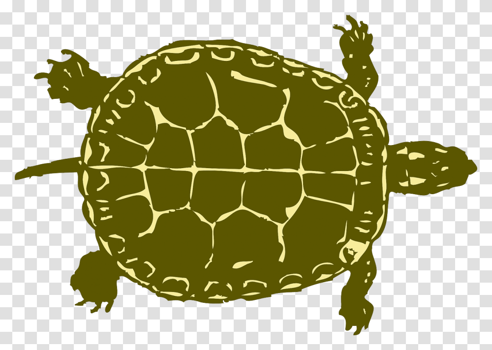 Turtle Tank Size Calculator Tortoise, Reptile, Sea Life, Animal, Box Turtle Transparent Png