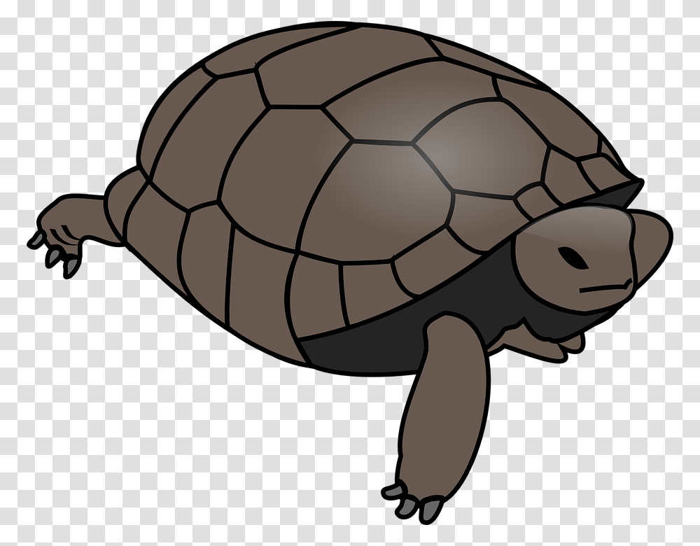 Turtle Tortoise Reptile Huge Water Shell Wildlife Turtle Clipart Vector, Soccer Ball, Football, Team Sport, Sports Transparent Png
