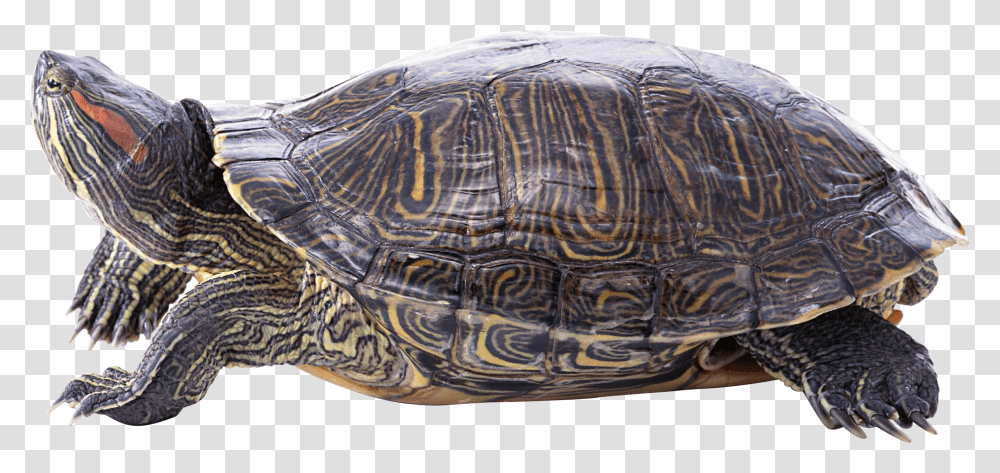 Turtle Turtle, Reptile, Sea Life, Animal, Box Turtle Transparent Png