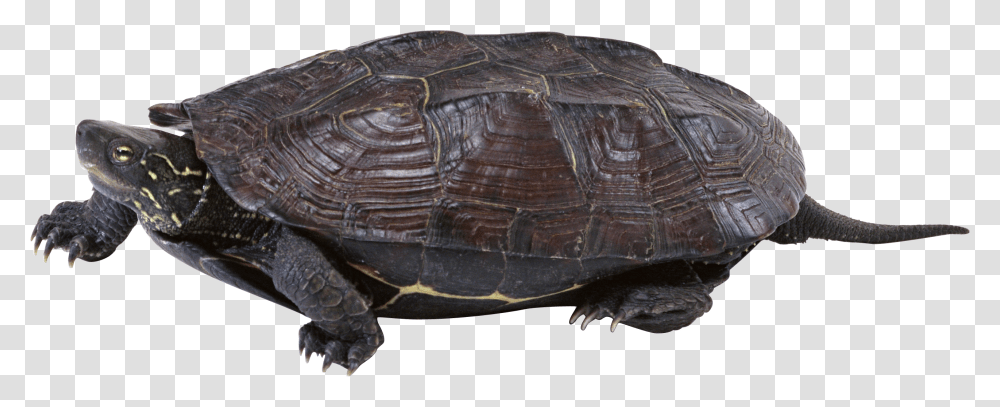 Turtle Turtle, Reptile, Sea Life, Animal, Tortoise Transparent Png