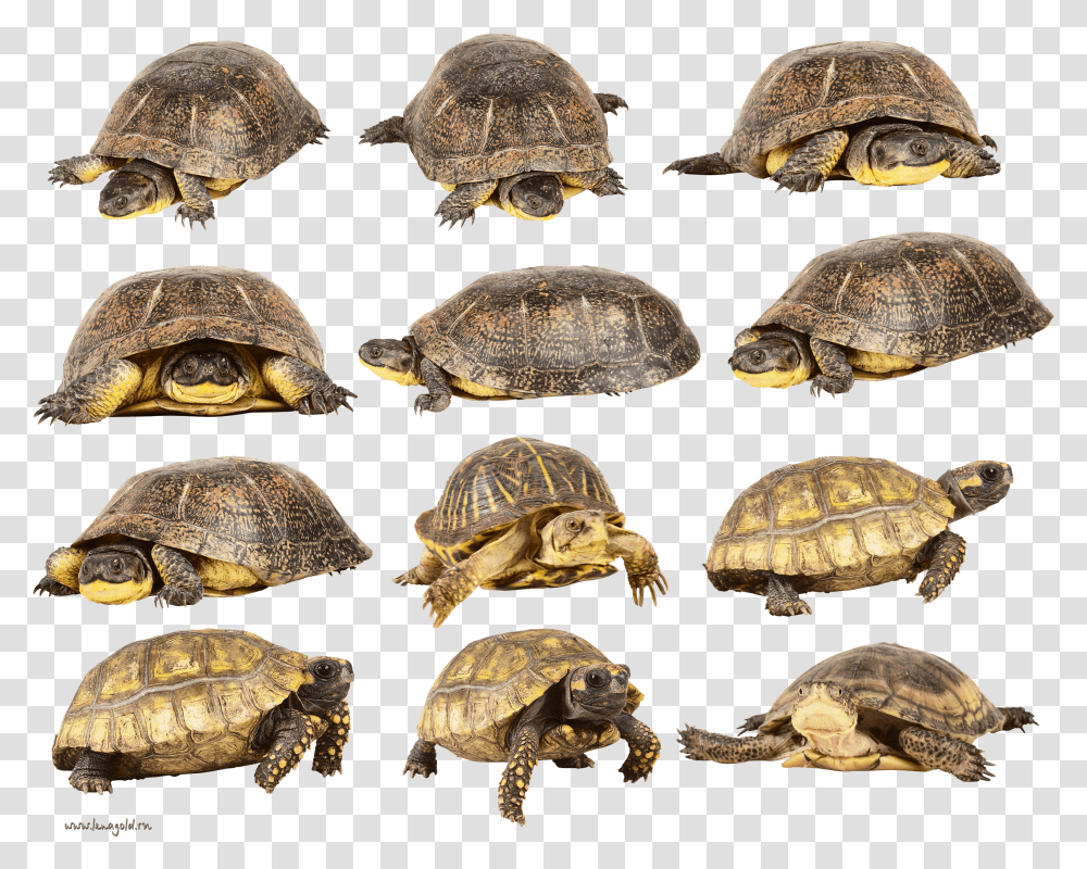 Turtle Turtle Transparent Png