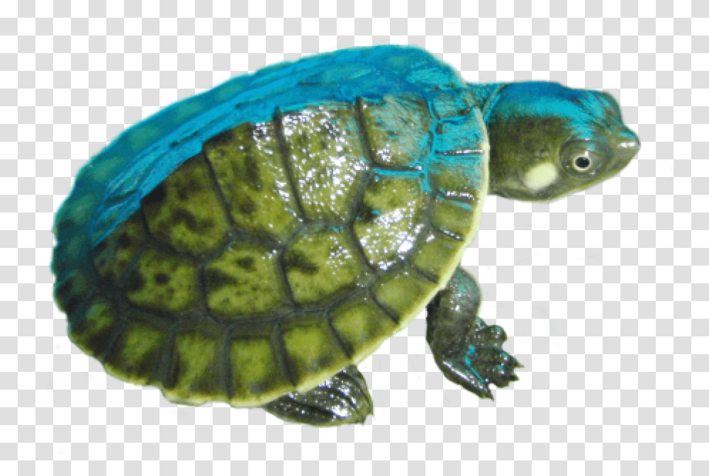 Turtle V Small Turtle, Reptile, Sea Life, Animal, Tortoise Transparent Png