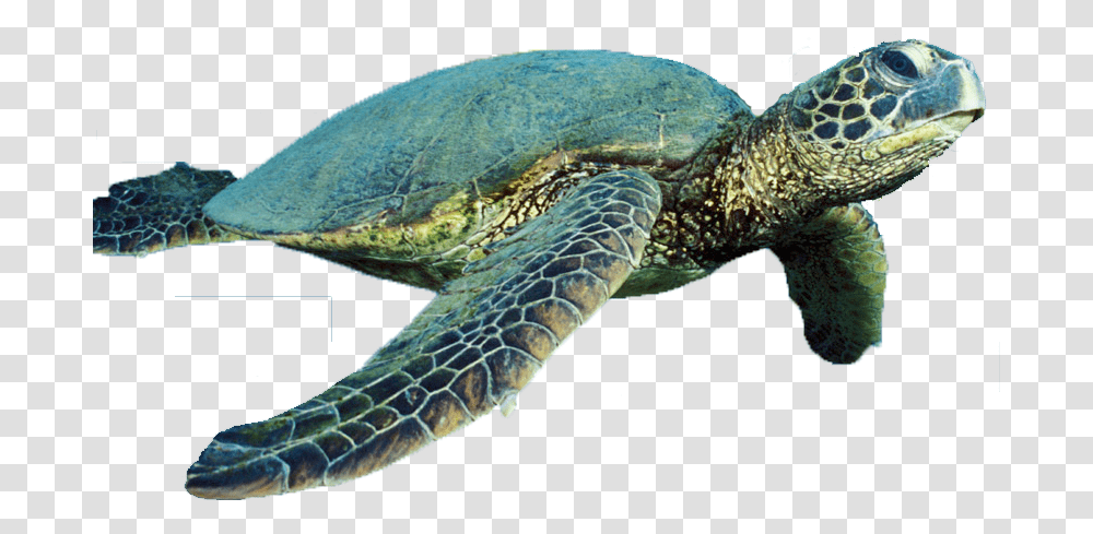 Turtle Vector Free Download Ningaloo Reef Turtles Wa, Reptile, Sea Life, Animal, Sea Turtle Transparent Png