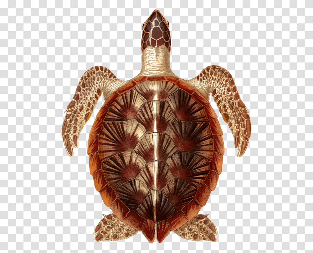 Turtlereptiletortoise Hawksbill Sea Turtle, Lamp, Sea Life, Animal, Box Turtle Transparent Png