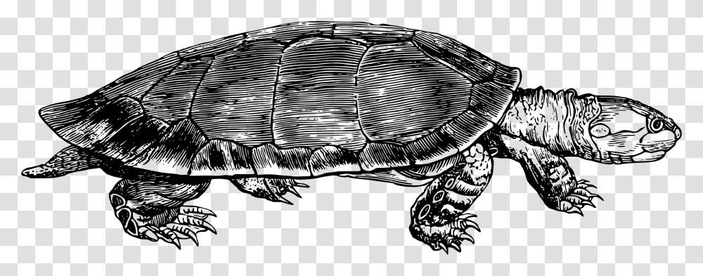 Turtlereptiletortoise Snapping Turtle Vector Icon, Gray, World Of Warcraft Transparent Png