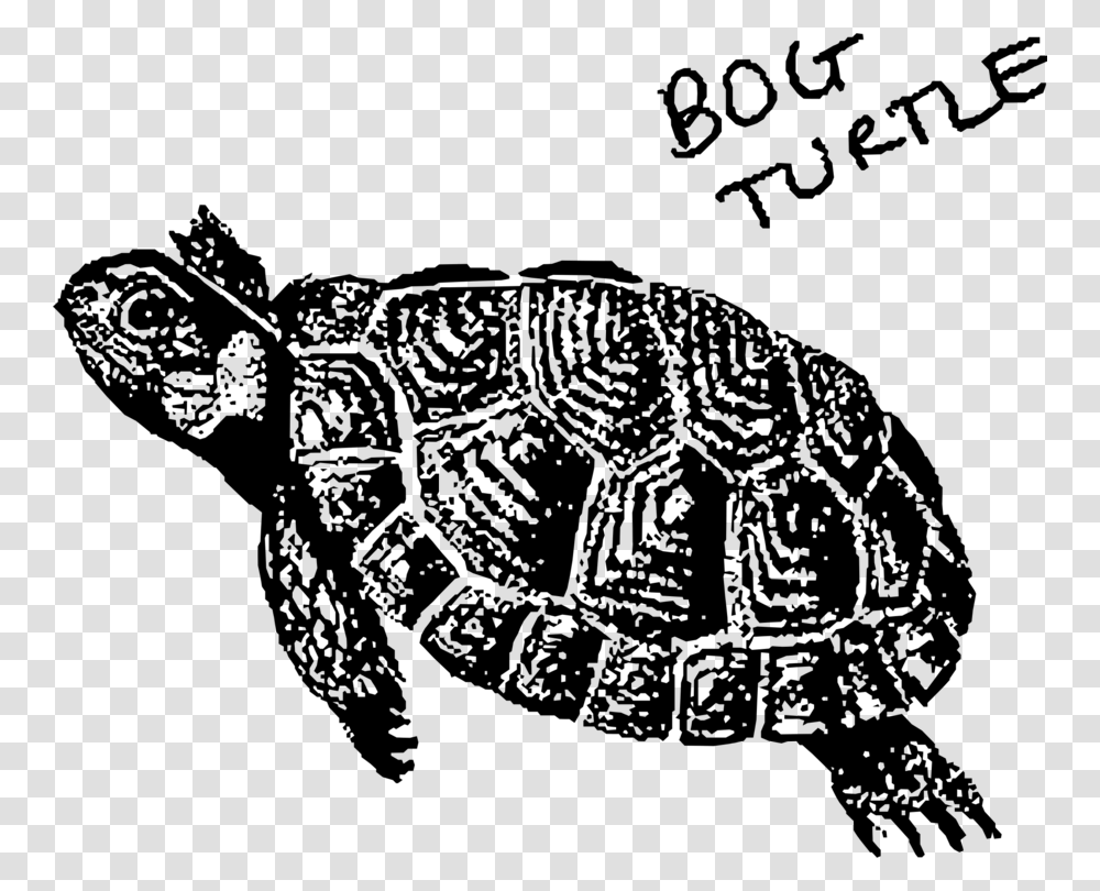 Turtlevisual Artsreptile Bog Turtle, Gray, World Of Warcraft Transparent Png