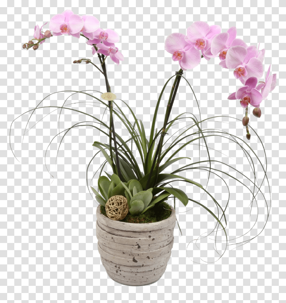 Tuscan Orchid Plant Orchid, Flower, Blossom, Flower Arrangement, Flower Bouquet Transparent Png