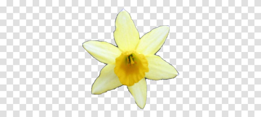 Tux Paint Stamp Browser Plants 125 Merry Christmas Roblox Greeting Card, Flower, Blossom, Daffodil Transparent Png