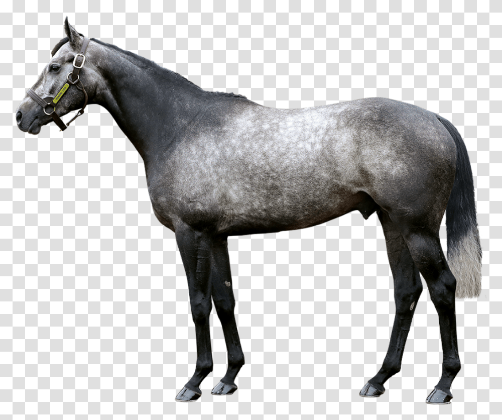 Tweenhills Stallion Roaring Lion Horse, Mammal, Animal, Andalusian Horse, Colt Horse Transparent Png