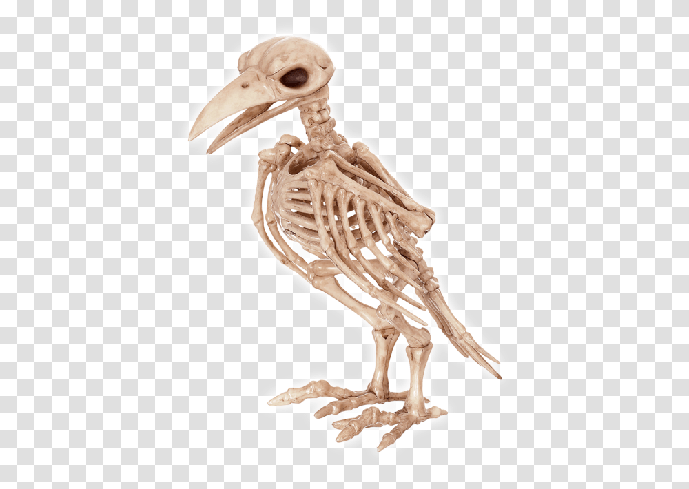 Tweety Raven Skeleton, Bird, Animal, Dodo Transparent Png