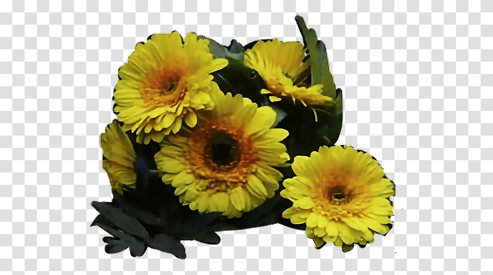 Twenty One Pilots Flower Twenty One Pilots Yellow Flower, Plant, Blossom, Daisy, Daisies Transparent Png