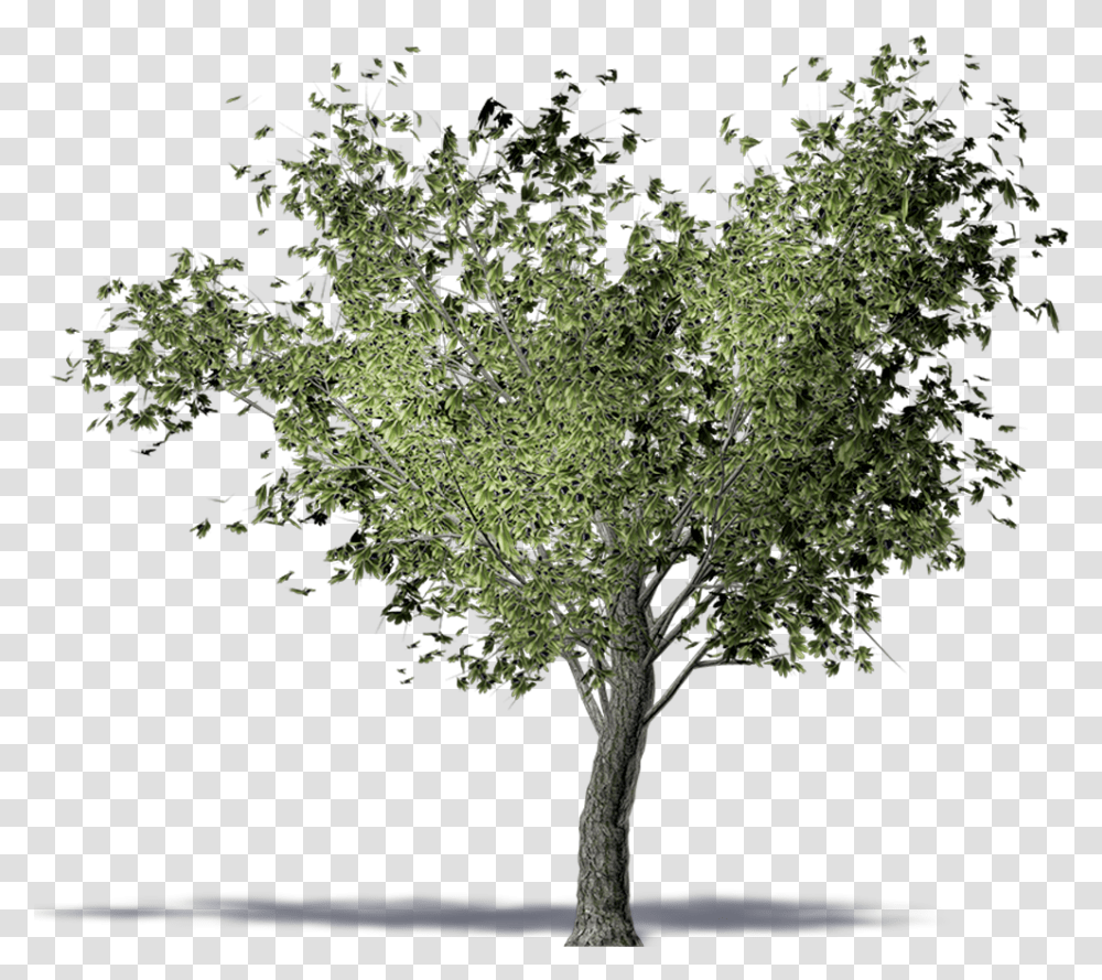 Twig American Elm Olive Tree Computer Aided Design Olive Tree 3d, Plant, Tree Trunk, Fir, Abies Transparent Png