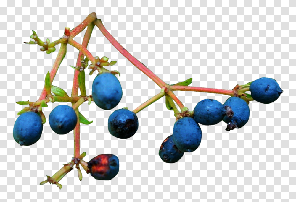 Twig And Berries, Blueberry, Fruit, Plant, Food Transparent Png