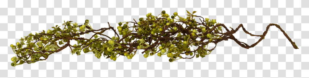 Twig Berry Vine Green 48 Acacia Greggii, Moss, Plant, Pollen, Flower Transparent Png