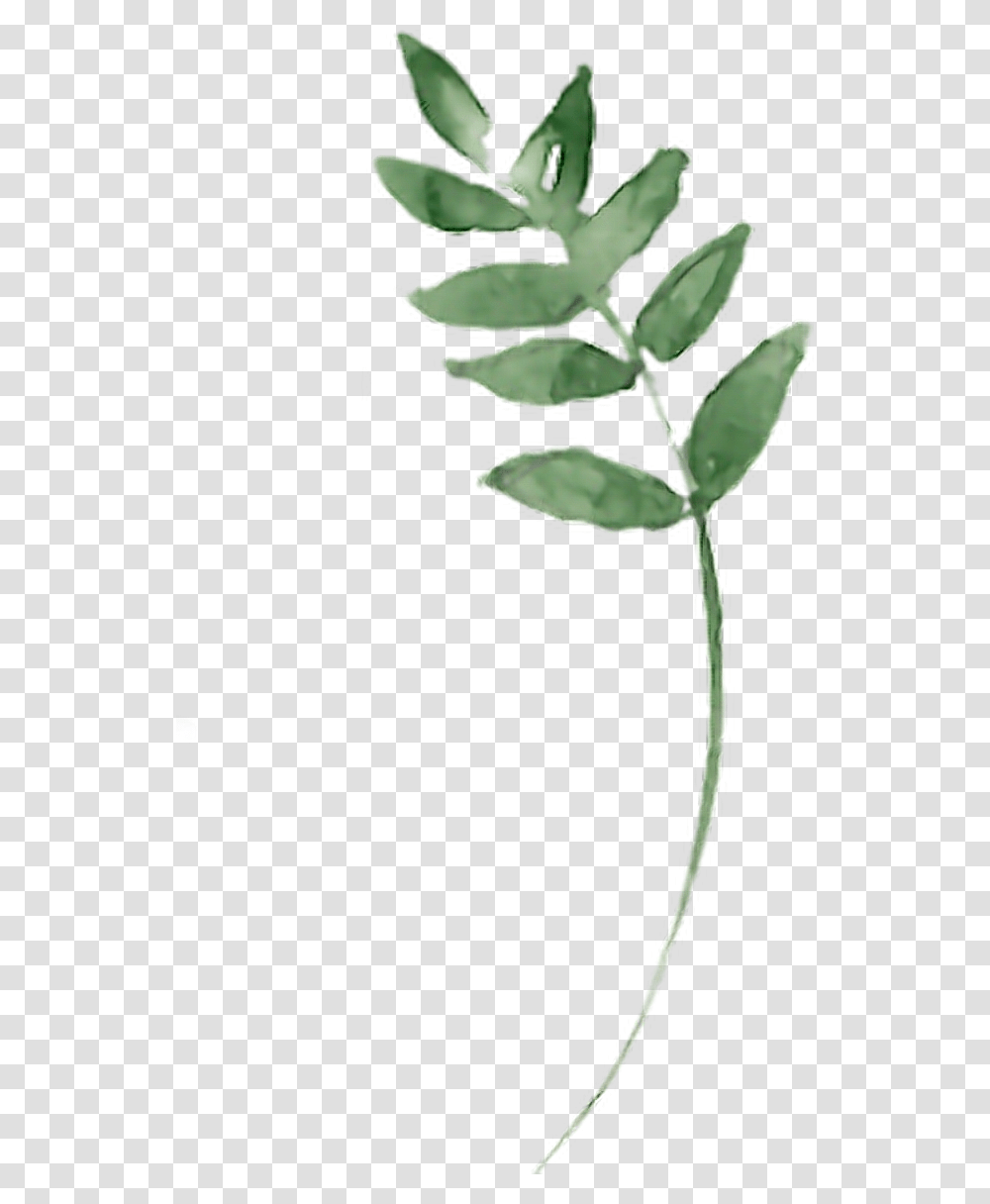 Twig Branches Branch Aquarelle Leaf Leaves Green Bay Laurel, Plant, Flower, Blossom, Vegetation Transparent Png