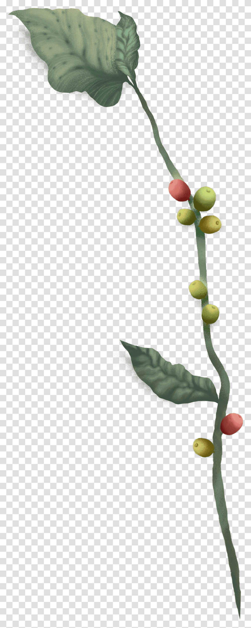 Twig, Bud, Sprout, Flower, Plant Transparent Png