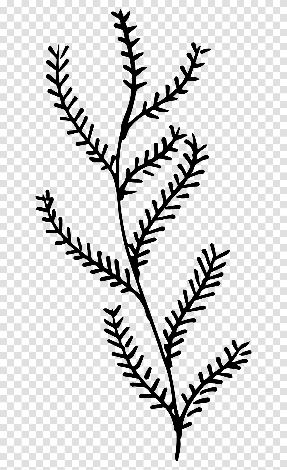 Twig, Fern, Plant Transparent Png