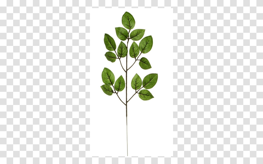 Twig, Leaf, Plant, Annonaceae, Tree Transparent Png
