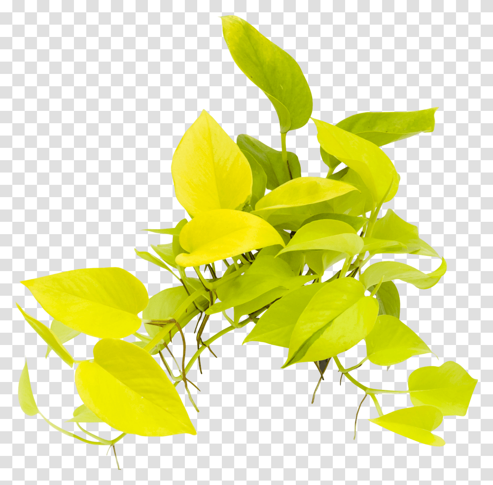 Twig, Leaf, Plant, Flower, Blossom Transparent Png