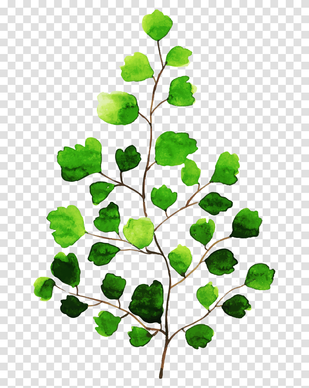 Twig, Leaf, Plant, Green, Food Transparent Png