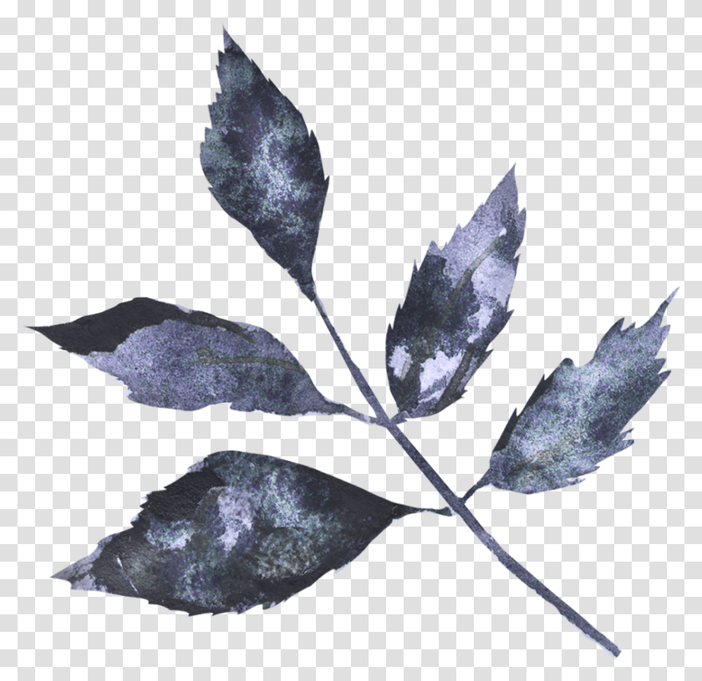 Twig, Leaf, Plant, Nature, Outdoors Transparent Png