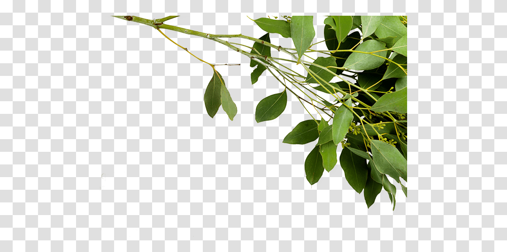 Twig, Leaf, Plant, Vegetation, Tree Transparent Png