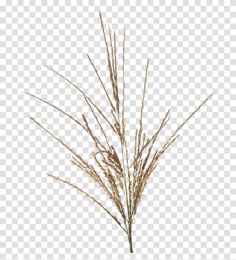Twig, Plant, Accessories, Tree, Jewelry Transparent Png
