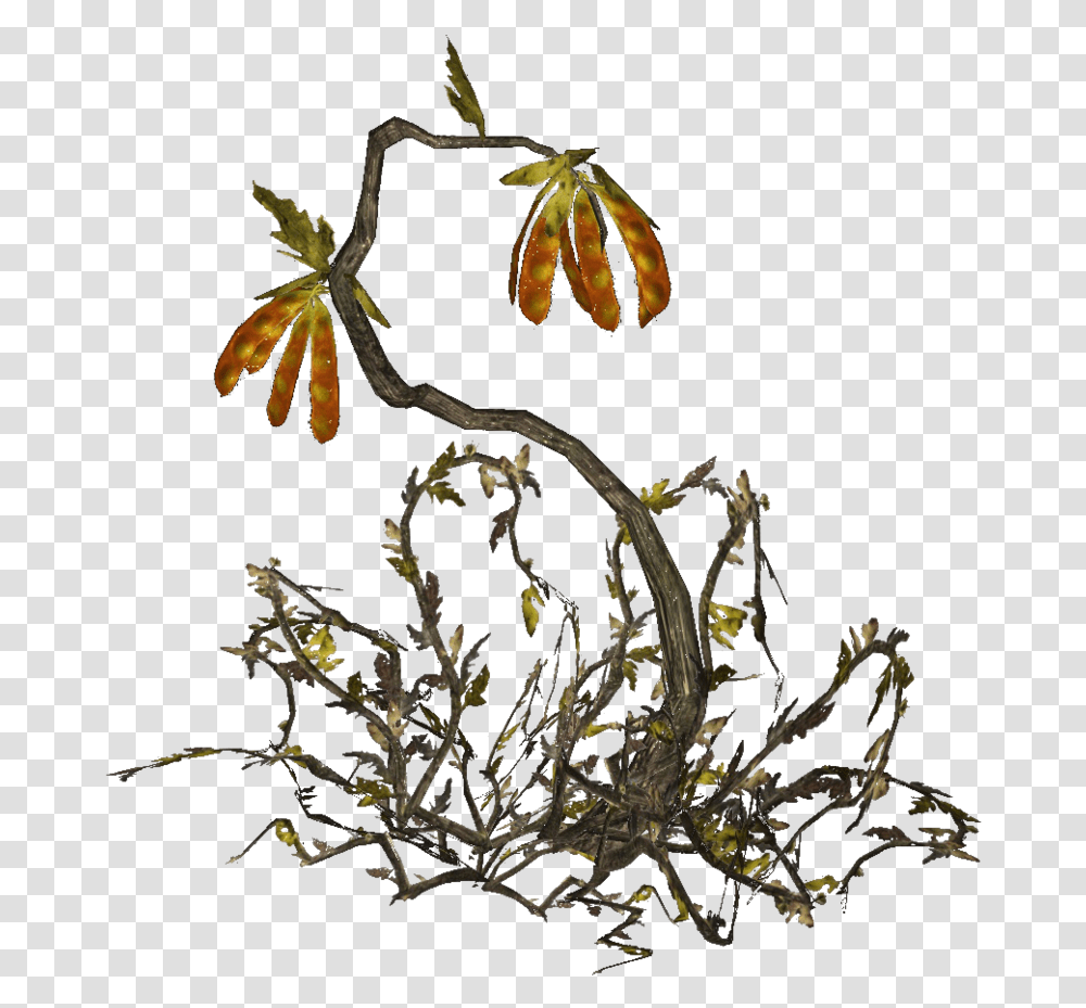 Twig, Plant, Annonaceae, Tree, Nature Transparent Png