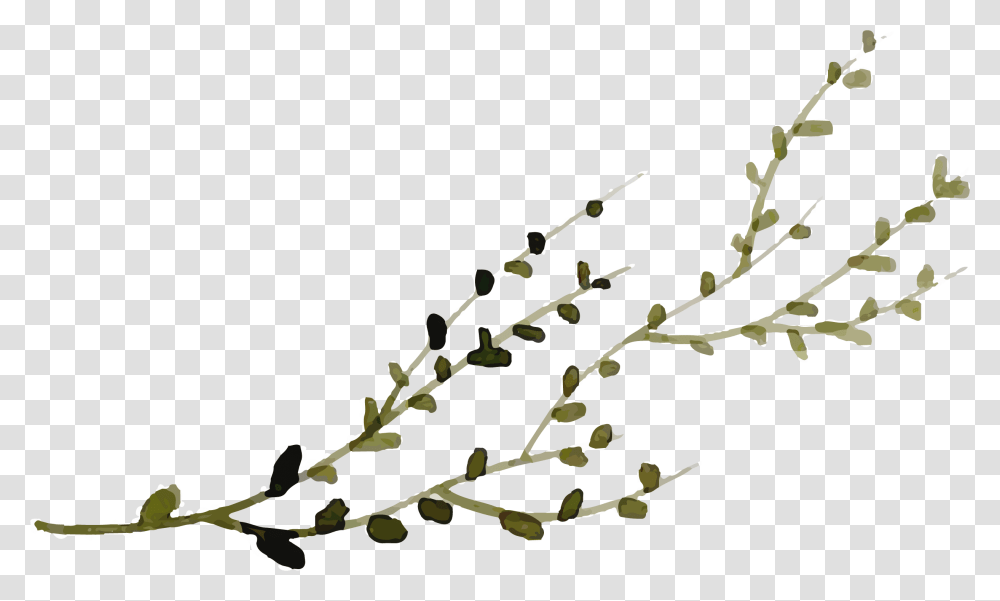 Twig, Plant, Flower, Blossom, Bird Transparent Png