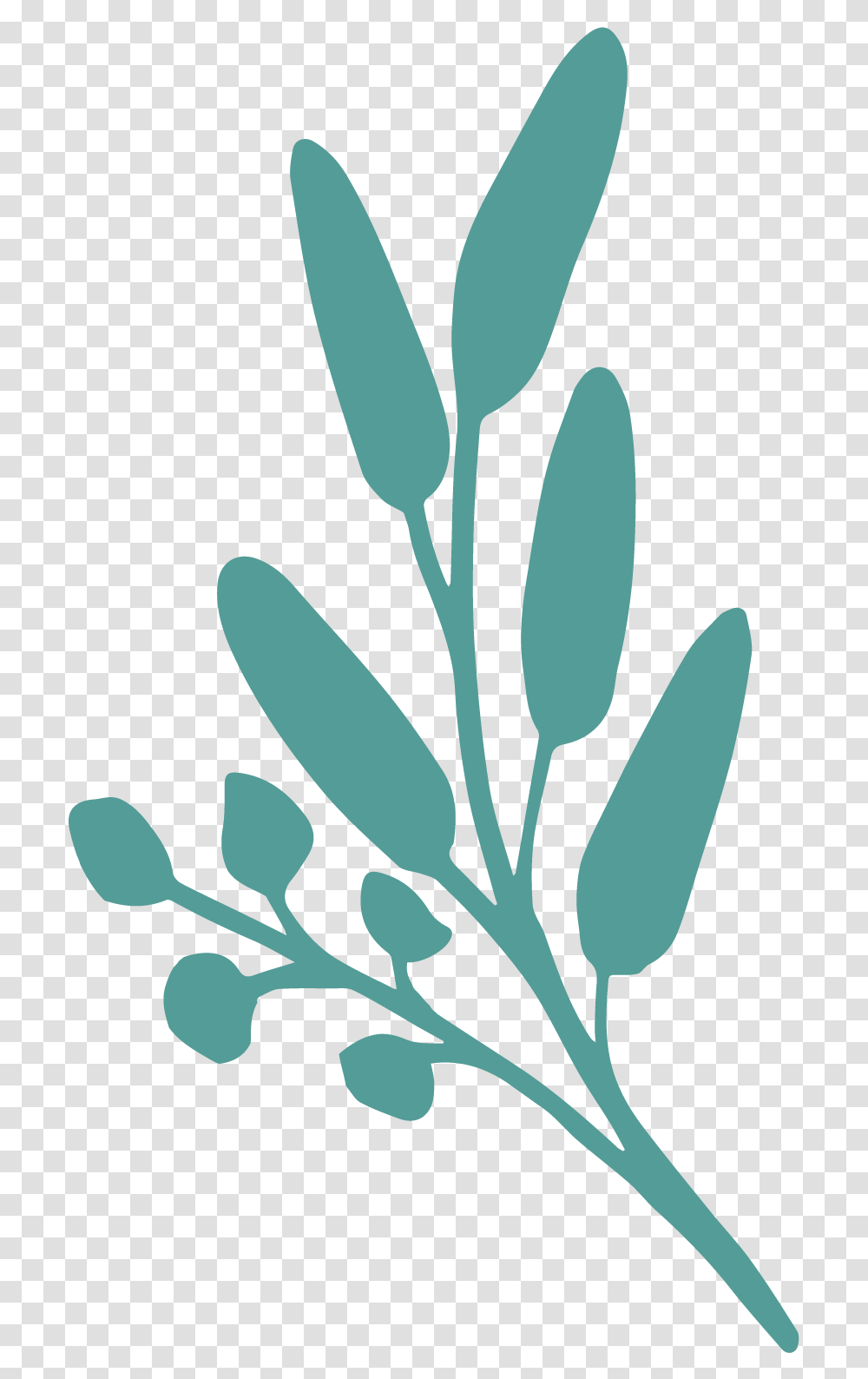 Twig, Plant, Flower, Blossom, Leaf Transparent Png