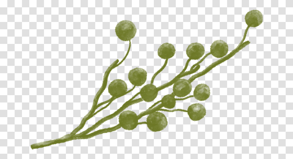 Twig, Plant, Green Transparent Png