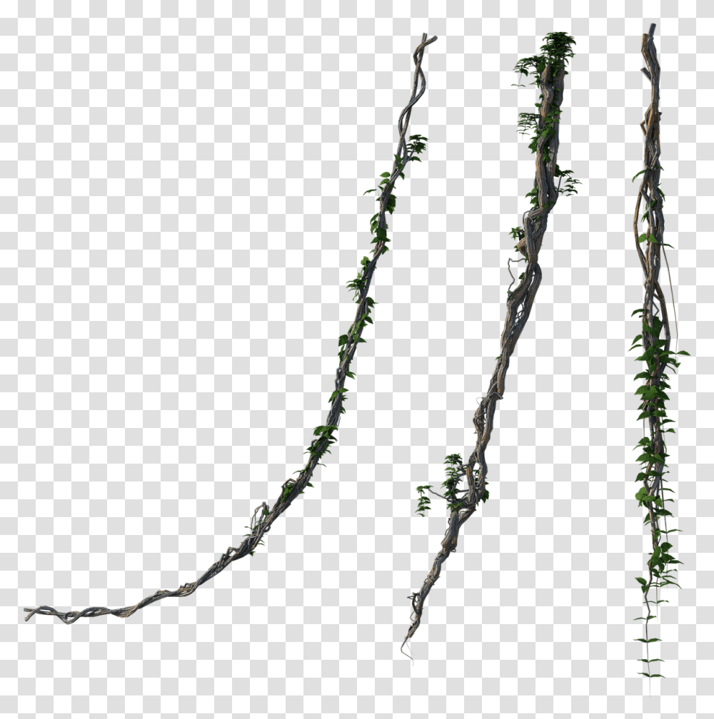 Twig, Plant, Leaf, Tree, Vegetation Transparent Png