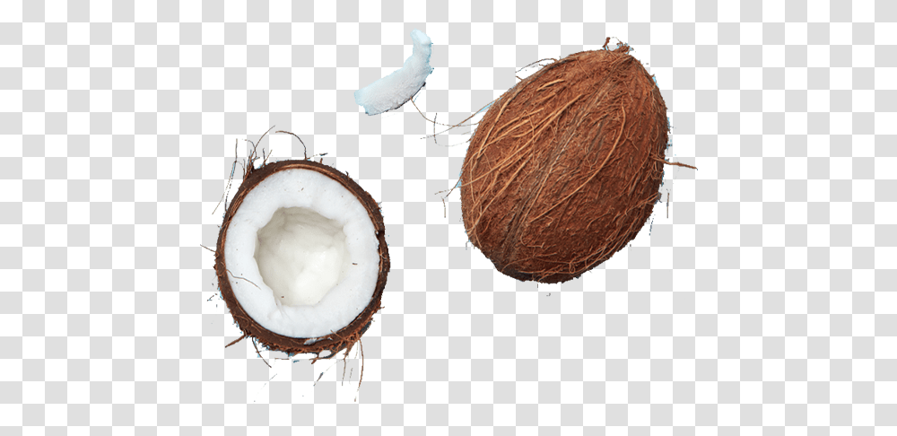 Twig, Plant, Nut, Vegetable, Food Transparent Png