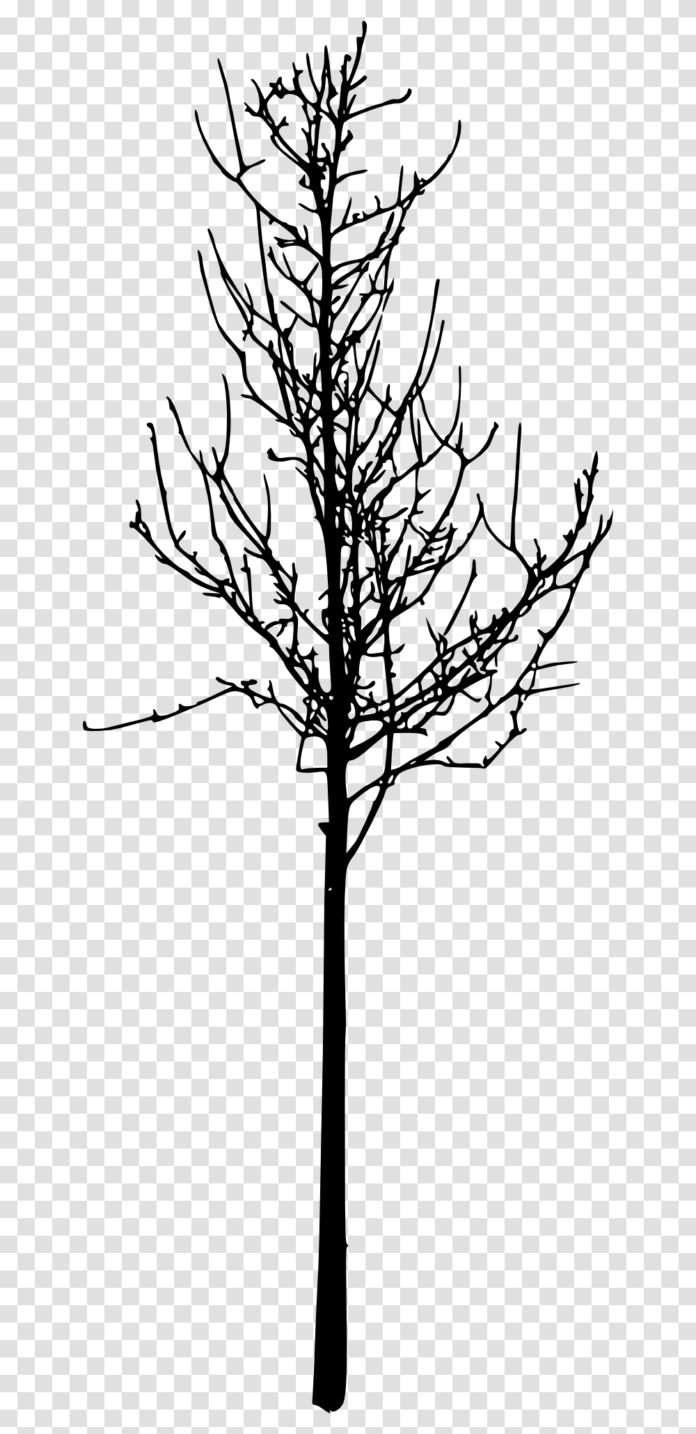 Twig, Plant, Tree, Silhouette, Stencil Transparent Png