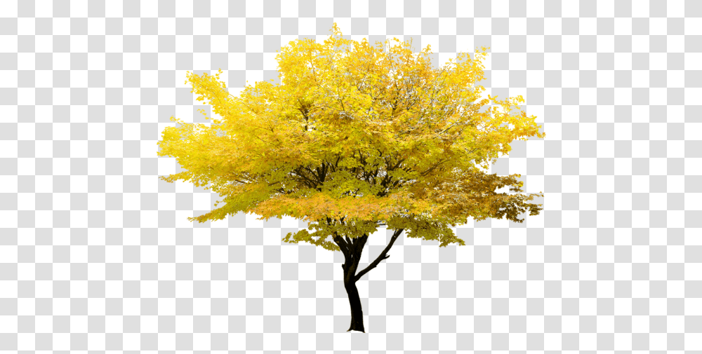 Twig Tree Maple Yellow Free Clipart Hd - Images Background Maple Tree, Plant, Leaf, Painting Transparent Png