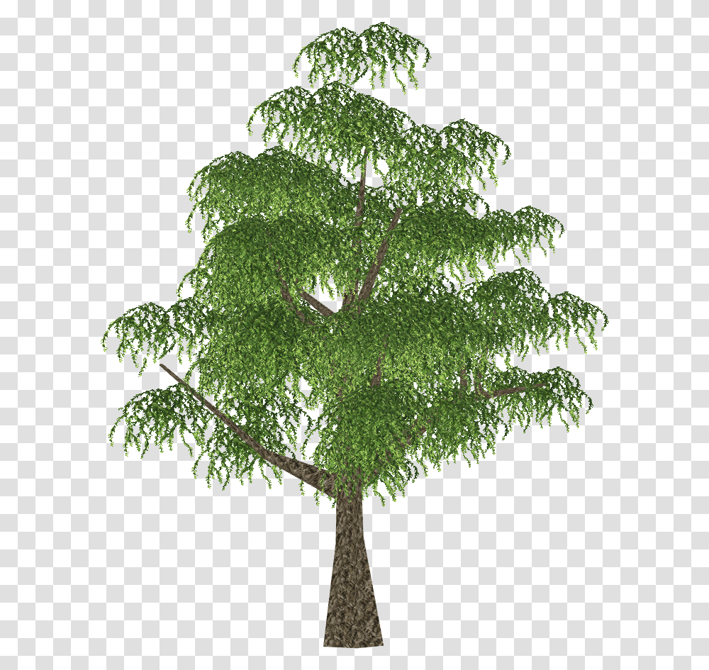 Twig, Tree, Plant, Conifer, Pine Transparent Png