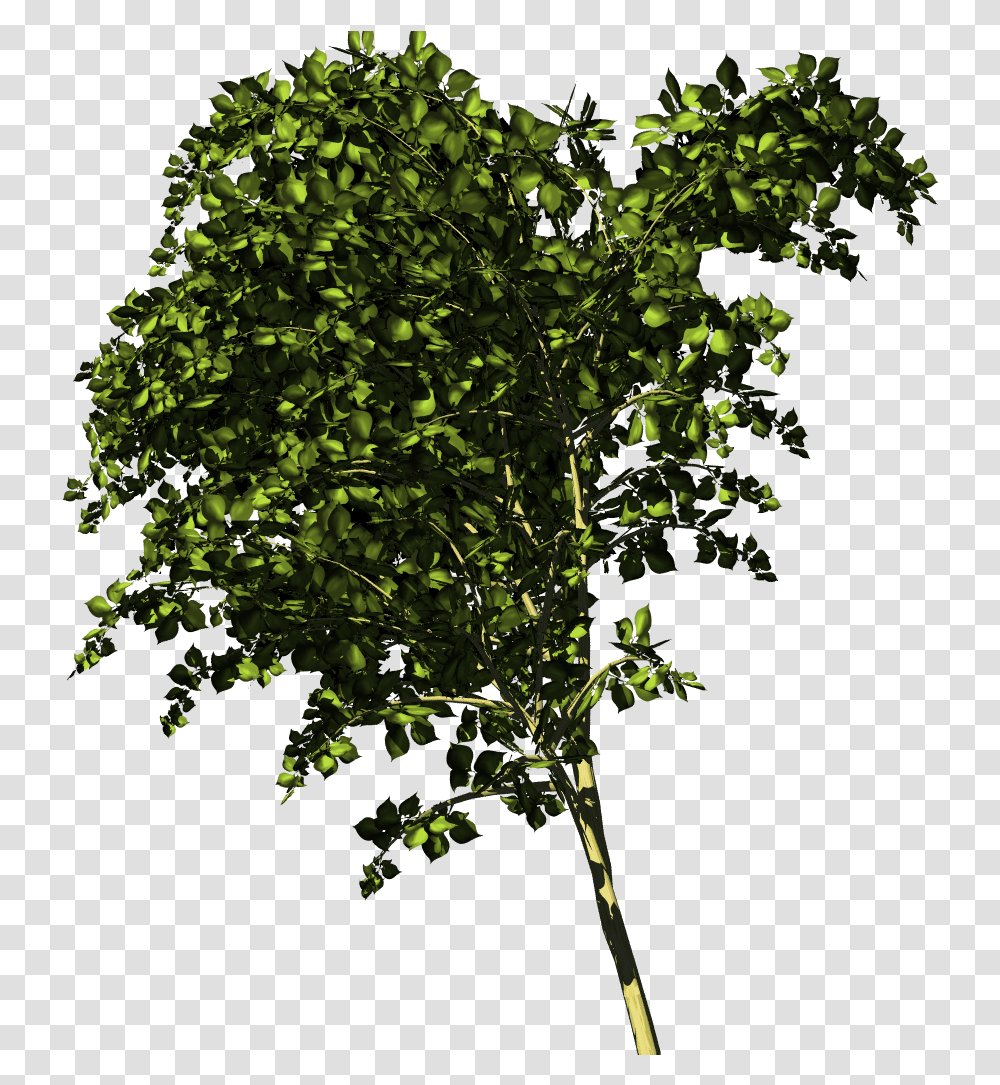 Twig, Tree, Plant, Leaf, Animal Transparent Png
