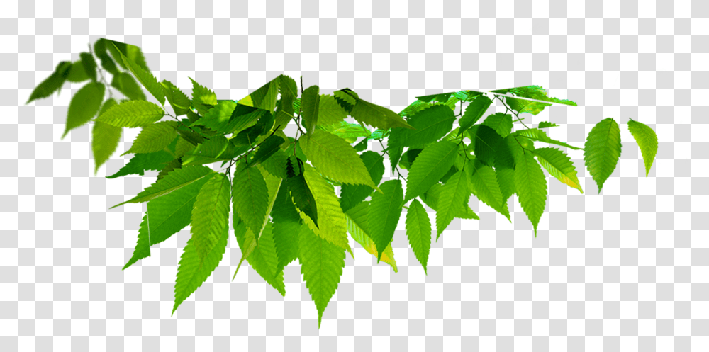 Twig Vector Leaf Green Leaf, Plant, Veins, Nature, Silhouette Transparent Png