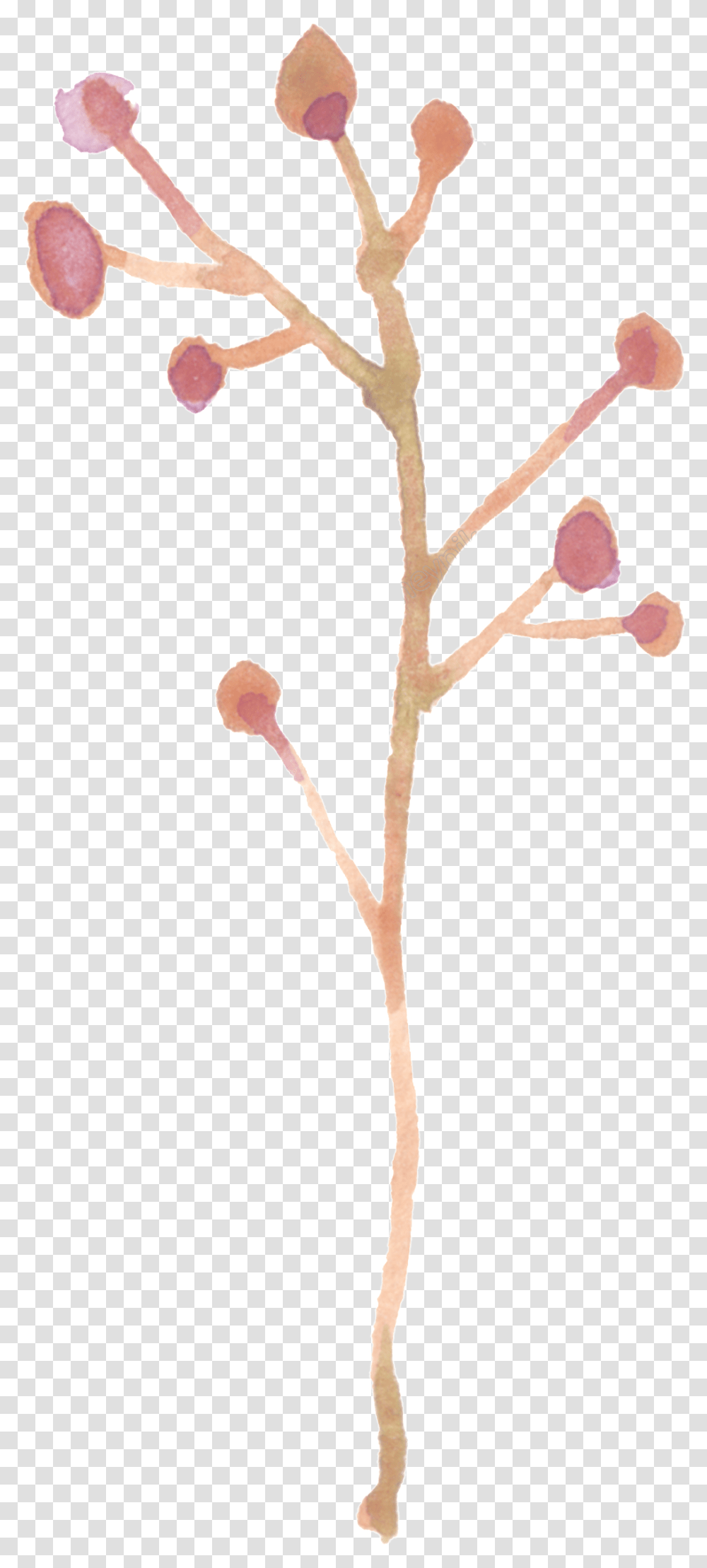 Twig, Wood, Person, Human Transparent Png