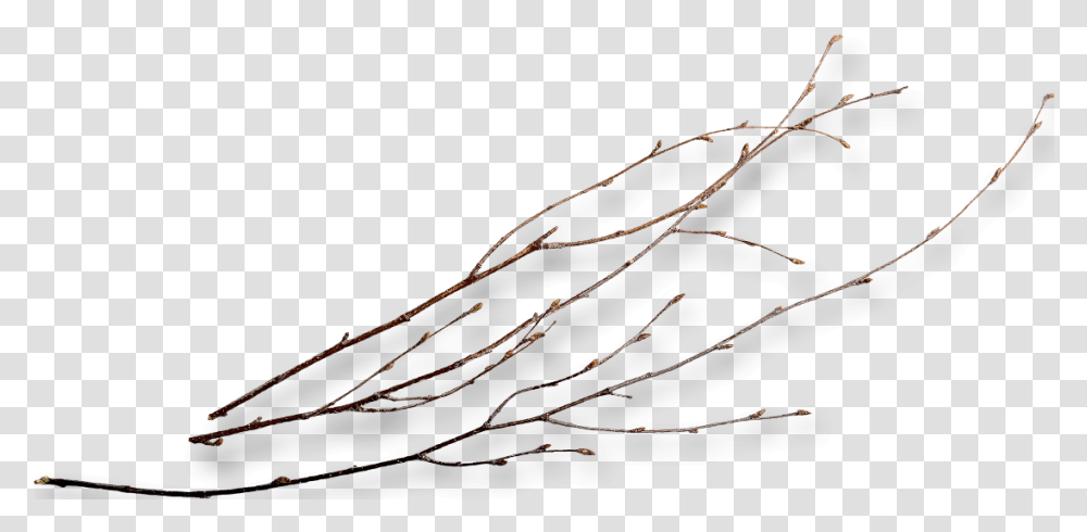 Twigs 3 Image Twig, Plant, Insect, Invertebrate, Animal Transparent Png