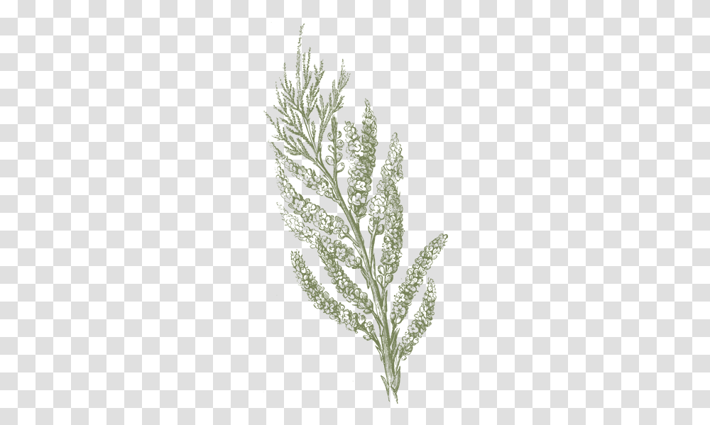 Twigs, Plant, Pattern, Fractal, Ornament Transparent Png