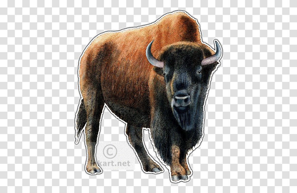 Twin Drawing Bison Kansas State Animal, Wildlife, Mammal, Buffalo, Cow Transparent Png