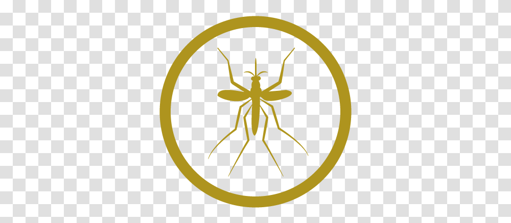 Twin Falls County Pest Abatement District Parasitism, Spider, Invertebrate, Animal, Arachnid Transparent Png