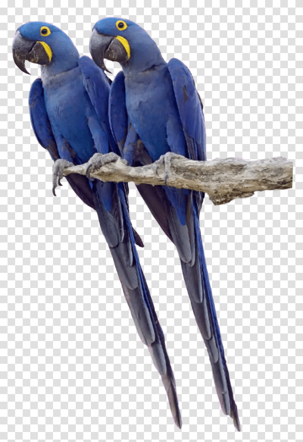 Twin Twins Parrot Parrots Tropicalbird Tropical Twin Parrots Transparent Png